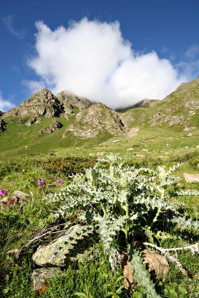 Bur planta (cacto) em grama verde.Cáucaso montanhas . — Fotografia de Stock