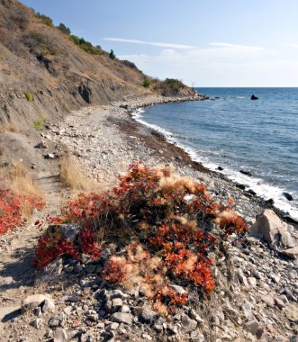 deniz kıyısı ile parlak bushes.beautiful manzara.