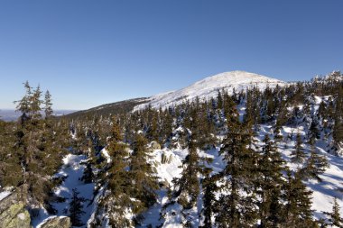 Kış karlı landscape.wild doğada russia.taiga