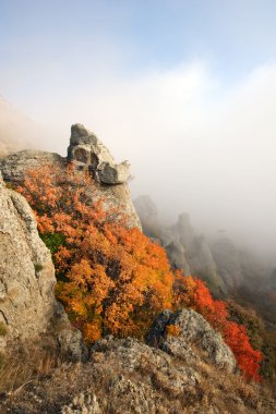 kayalar, parlak turuncu çalı mountains.crimea.fog.