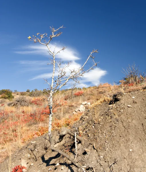 Μοναχικό δέντρο ξηρά στην πλαγιά του βουνού στην Κριμαία — Φωτογραφία Αρχείου