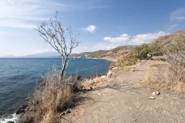Árvore seca e solitária na costa do Mar Negro. Crimea.Ucrânia . — Fotografia de Stock