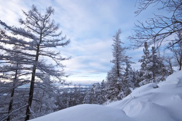 Спокойный зимний ландшафт. Снег, деревья, облаки.Россия — стоковое фото
