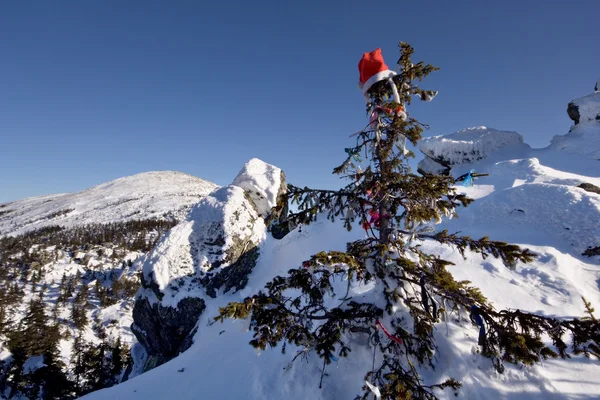 Tanne mit roter Mütze in den Bergen. Schnee. — Stockfoto
