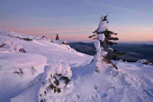 Vintern snöiga ural landscape.snow-täckt trees.pink färger. — Stockfoto