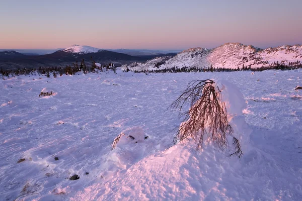 Winter landscape. Sunrise. Snow-covered trees.Ural