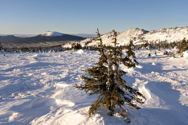 Winter besneeuwde landscape.wild natuur in russia.taiga — Stockfoto