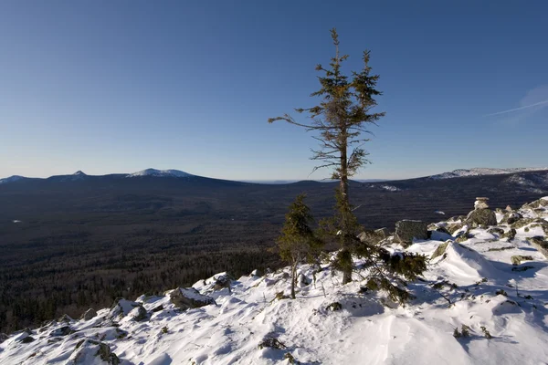 Zimowe landscape.taiga,ural mountains.lonely drzewo. — Zdjęcie stockowe