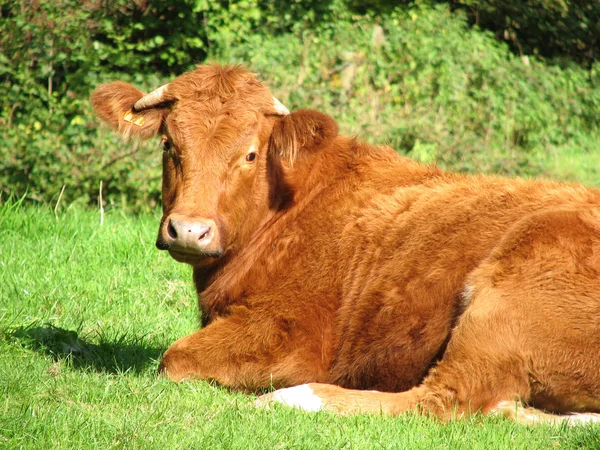长焦的棕色母牛躺在农民字段视图 — 图库照片