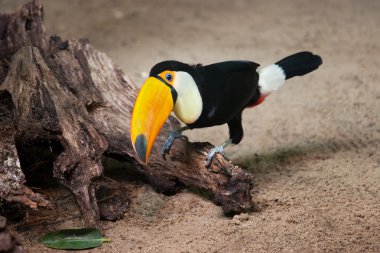 Toco Toucan Sitting on Tree Trunk clipart