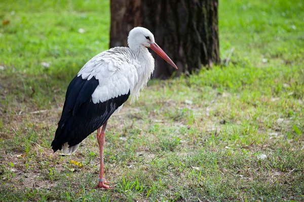 Stork på en eng – stockfoto