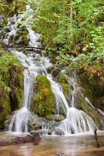 Stream in the Forest — Stock Photo, Image