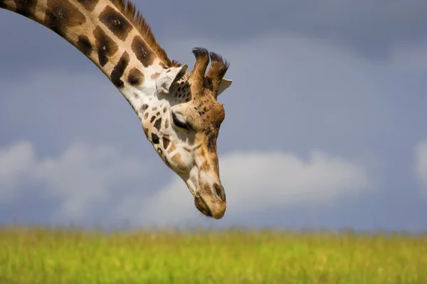Close Giraffe Latin Name Camelopardalis Reaching Food — Stock Photo, Image