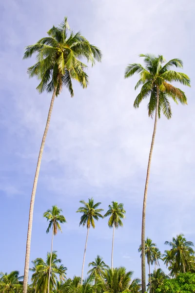 Кокосовая роща пальм — стоковое фото