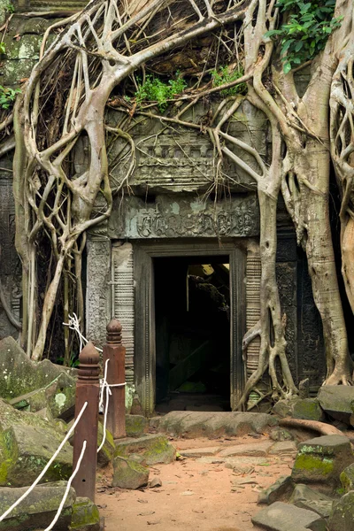 Templo de Ta Prohm en Camboya Imagen de stock
