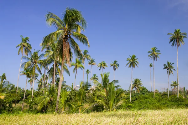 Coqueiros Árvores de Coco Grove — Fotografia de Stock