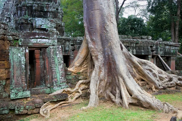 Templo de Ta Prohm no Camboja — Fotografia de Stock