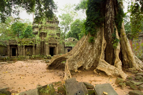 Ta Prohm Tempel in Cambodja — Stockfoto