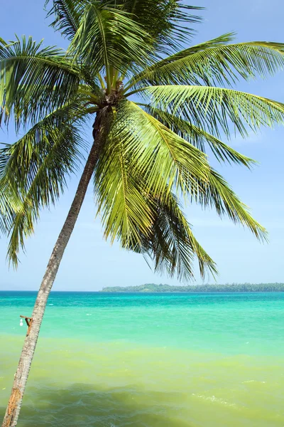 Palm och havet — Stockfoto