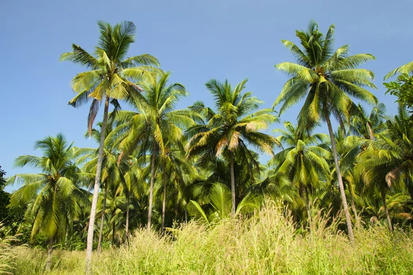 Coconut Palm Trees Grove — Stock Photo, Image