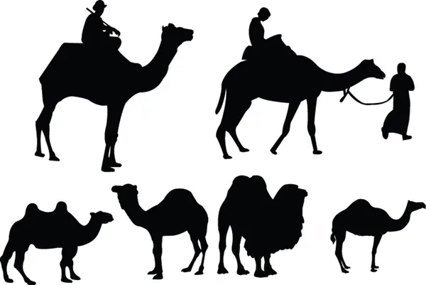 Camels collection - vector — Stock Vector