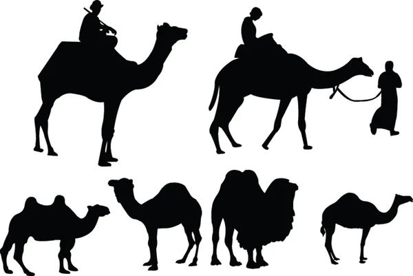 骆驼集合-矢量 图库插图