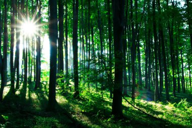 Yeşil ormanda gün ışığı