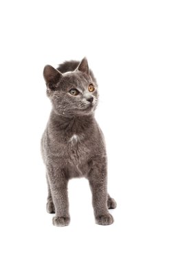 beyaz izole küçük gri kedi