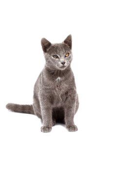 beyaz izole küçük gri kedi