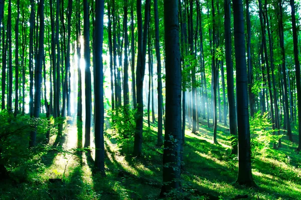 Солнечный Свет Зеленом Лесу — стоковое фото