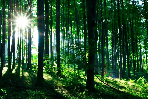 Sluneční svit v zeleném lese — Stock fotografie