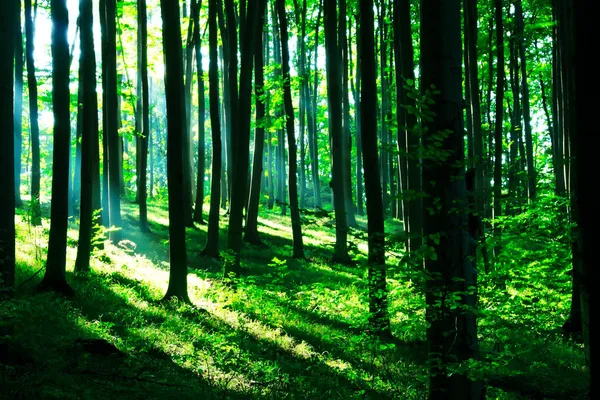 Solsken Den Gröna Skogen — Stockfoto