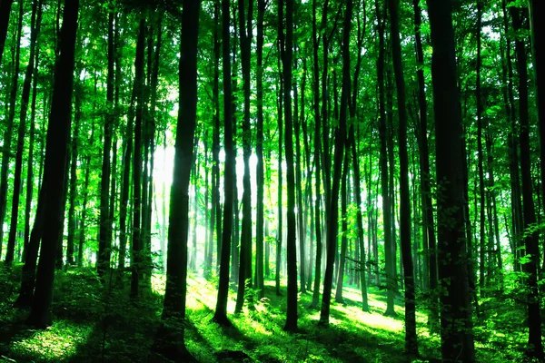 Ηλιοφάνεια στο πράσινο δάσος — Φωτογραφία Αρχείου