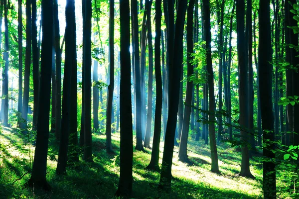 Napsütés Zöld Erdőben — Stock Fotó