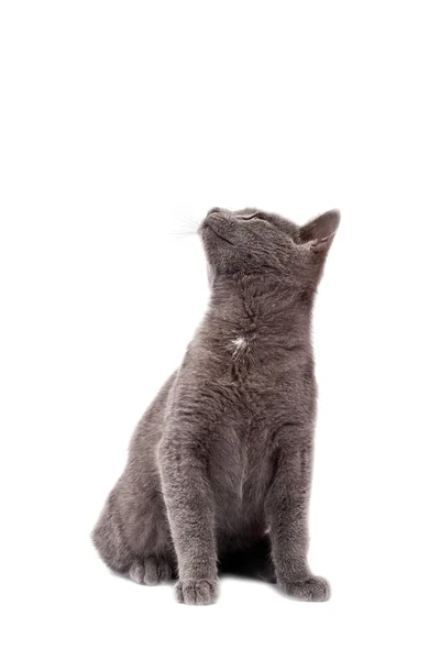孤立在白色的小灰猫 — 图库照片