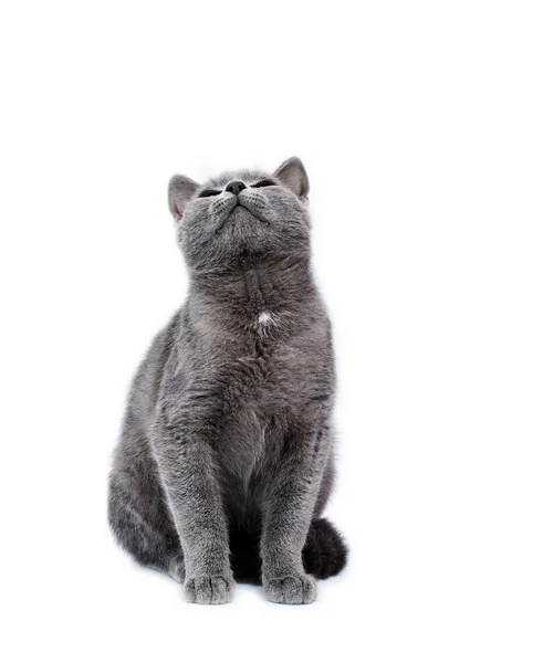 Little Grey Cat Isolated White — Stock Photo, Image