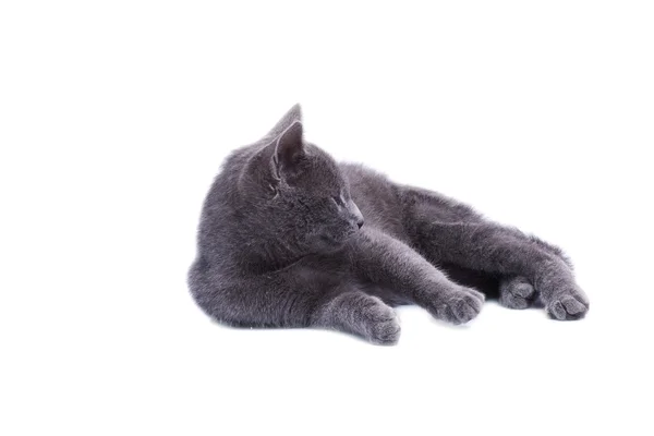 Mały szary kot na białym tle — Zdjęcie stockowe