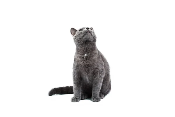Pequeno gato cinzento isolado no branco — Fotografia de Stock