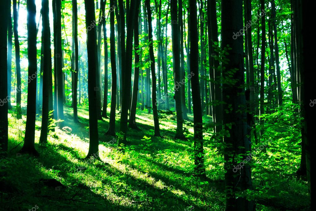 Sunshine in the green forest — Stock Photo © kavita #4673182