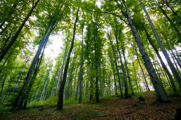 Grüner Wald — Stockfoto