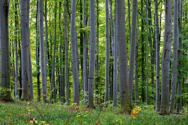 Зелений ліс — стокове фото