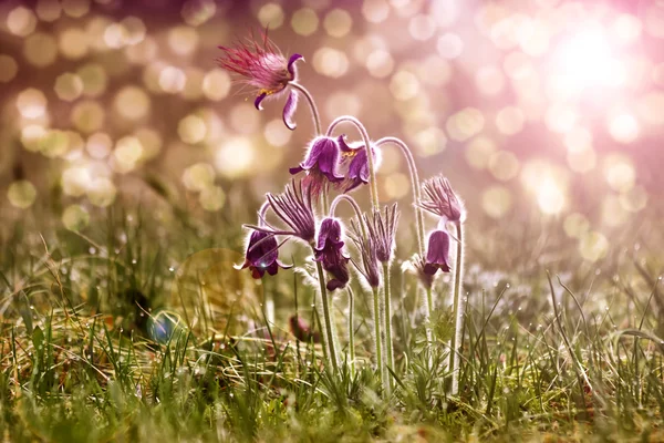 Fleurs de printemps - "Pulsatilla " — Photo