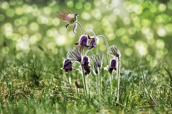 春の花 -"pulsatilla" — ストック写真