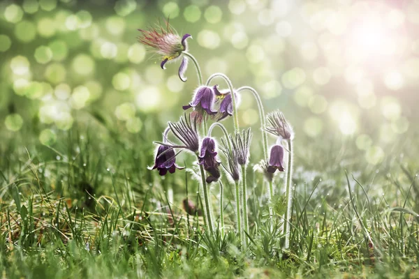 Jarní květiny - "pulsatilla" — Stock fotografie