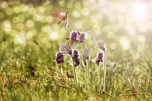 Flores de primavera - "Pulsatilla " —  Fotos de Stock