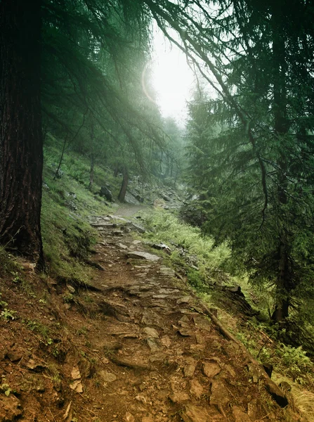 Misztikus erdők — Stock Fotó