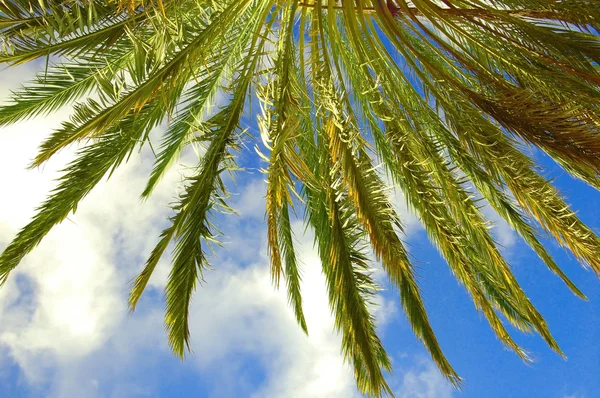 青い空 Background Tropical に対する葉カラフルなヤシの木の画像 — ストック写真