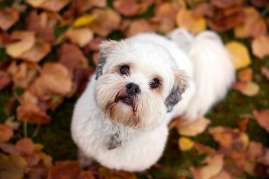 Lhasa apso