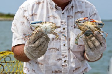 Fisherman showing a male and female blue crab ( Callinectes sapidus). clipart