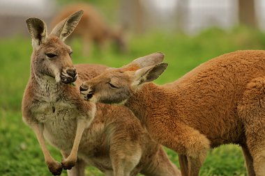 Two kangaroos sharing a clover together. clipart